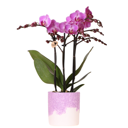 Johanna mit Bloom Übertopf violett