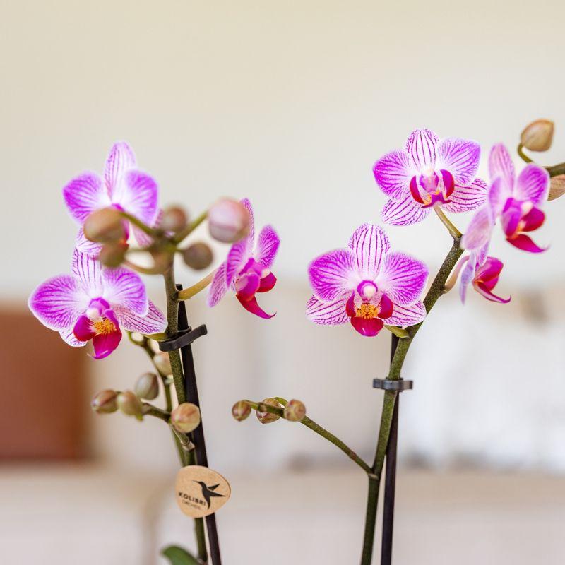 Kolibri Orchids | Rosa Phalaenopsis-Orchidee Topfgröße Ø9cm | Switzerland | Blühende Zimmerpflanze – Frisch vom Züchter