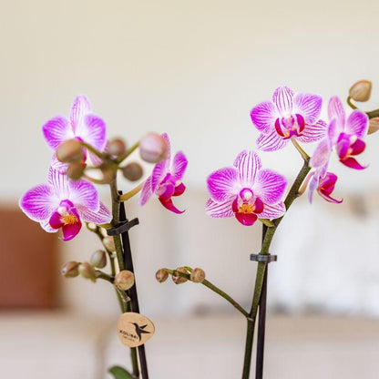 Kolibri Orchids | Rosa Phalaenopsis-Orchidee Topfgröße Ø9cm | Switzerland | Blühende Zimmerpflanze – Frisch vom Züchter