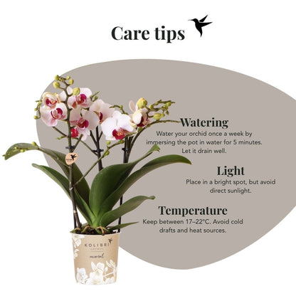 Kolibri Orchids | Kombi-Angebot - 4 Weiße Phalaenopsis Orchideen Mineral Gibraltar - Ø9 cm