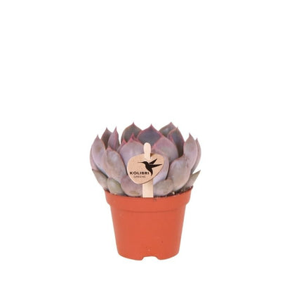 Kolibri Greens | Grünpflanze - Sukkulente Echeveria Summer - Grüne Zimmerpflanze - Frisch vom Züchter - Ø6cm