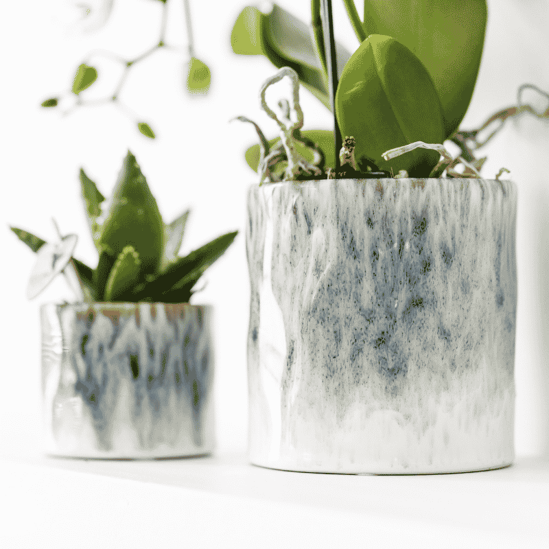 Kolibri Orchids | Weiße Amabilis Orchidee Geschenkset - inkl. Giftbox, Orchidee & Übertopf - Ø9cm