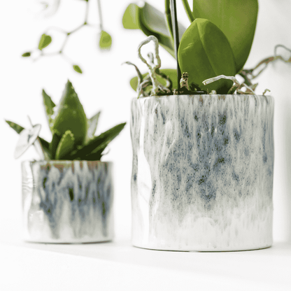 Kolibri Orchids | Weiße Amabilis Orchidee Geschenkset - inkl. Giftbox, Orchidee & Übertopf - Ø9cm