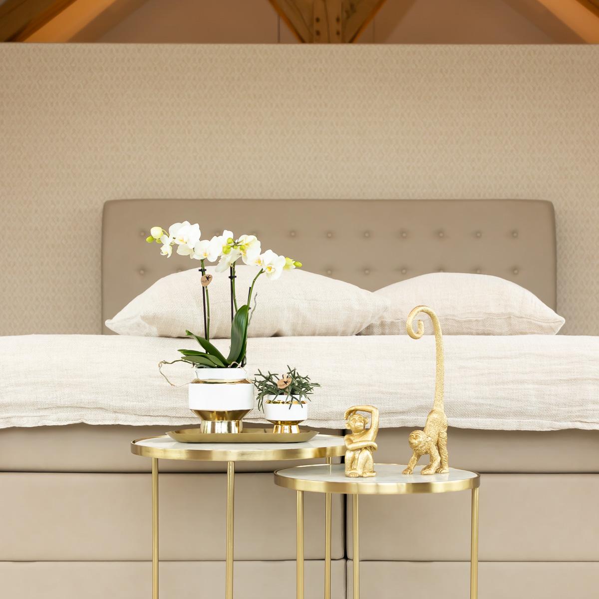 Kolibri Orchids | Weiße Phalaenopsis Orchidee - Mineral Amabilis im Le Chic Übertopf Gold - Ø9 cm