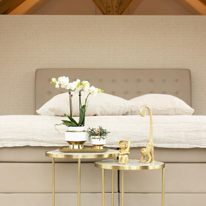 Kolibri Orchids | Weiße Phalaenopsis Orchidee - Mineral Amabilis im Le Chic Übertopf Gold - Ø9 cm