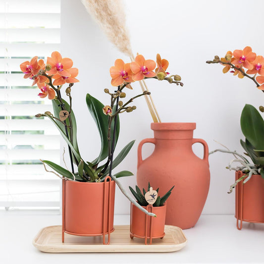 Orange Phalaenopsis Orchidee - Mineral Bolzano - Topfgröße Ø9cm | blühende Topfpflanze - frisch vom Züchter