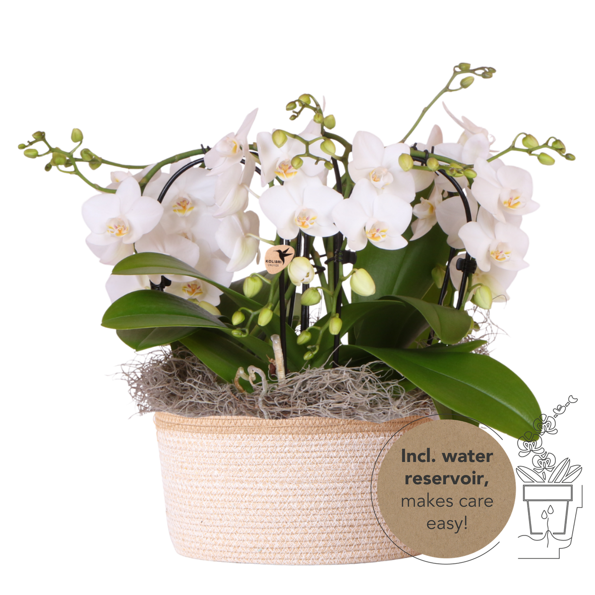 Kolibri Orchids | Weißes Jungle Bouquet Niagara Fall im Cotton Basket