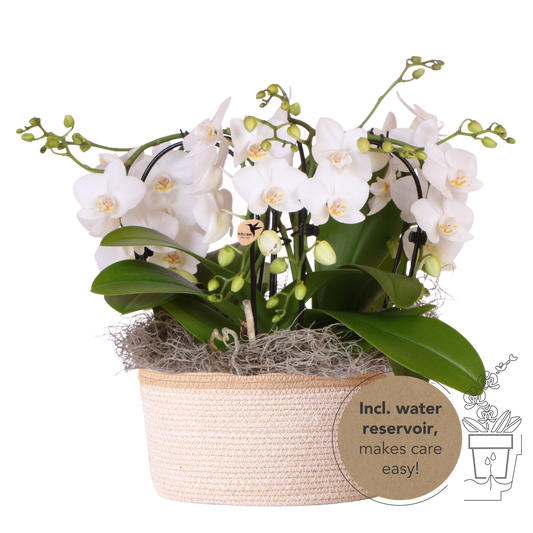 Kolibri Orchids | Weißes Jungle Bouquet Niagara Fall im Cotton Basket