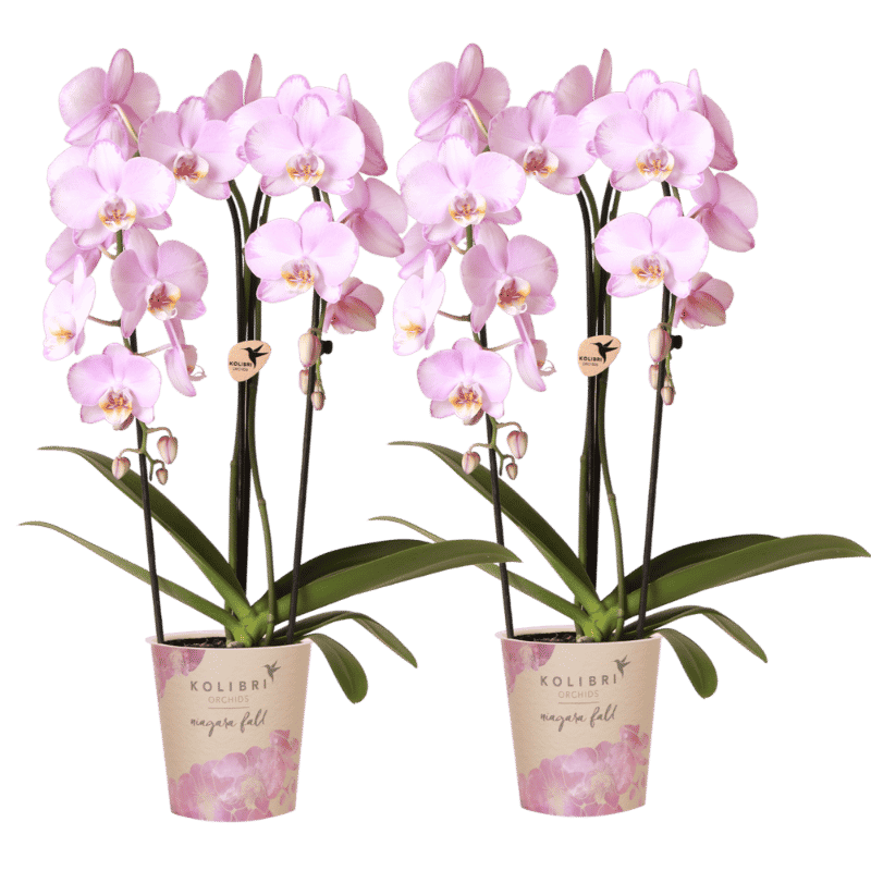 Kolibri Orchids | Kombi-Angebot - 2 Rosa Phalaenopsis Orchideen Niagara Fall Xanion - Ø12 cm