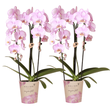 Kolibri Orchids | Kombi-Angebot - 2 Rosa Phalaenopsis Orchideen Niagara Fall Xanion - Ø12 cm