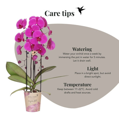 Kolibri Orchids | Kombi-Angebot - 2 Violette Phalaenopsis Orchideen Niagara Fall Free Ride - Ø12 cm