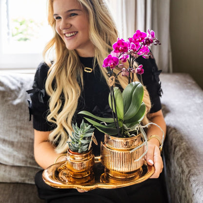Kolibri Orchids | Geschenkset Allure Shiny Bronze - Weiße Phalaenopsis Orchidee Mineral Amabilis & Sukkulente