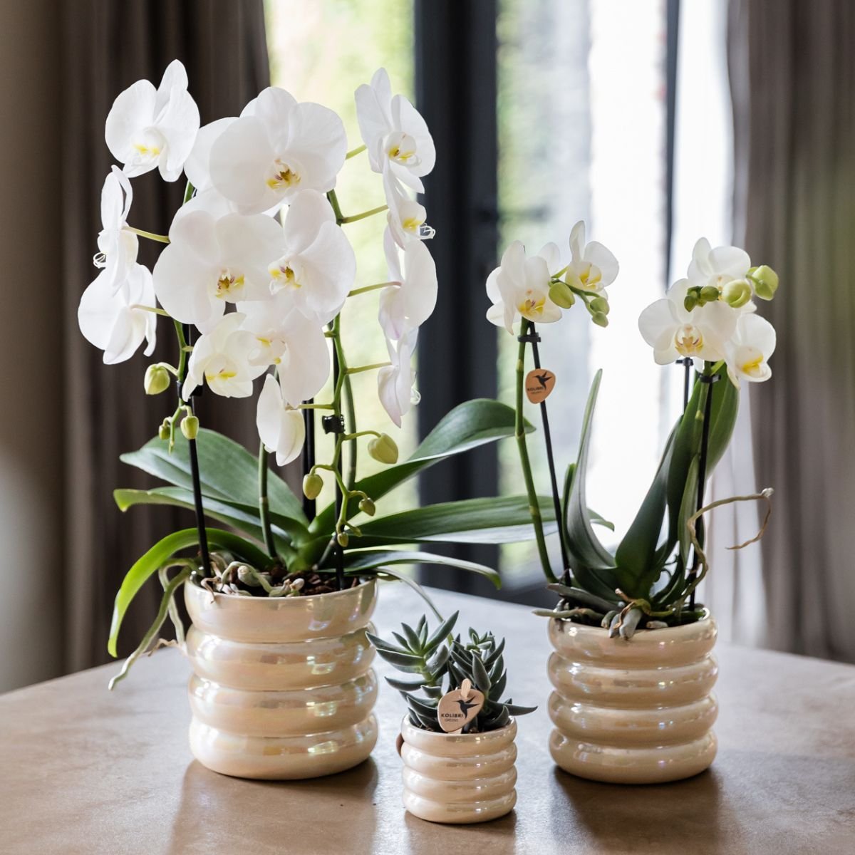Kolibri Orchids | Pflanzenset Glow Travertin - Weiße Phalaenopsis Orchideen Niagara Fall White, Mineral Amabilis & Sukkulente