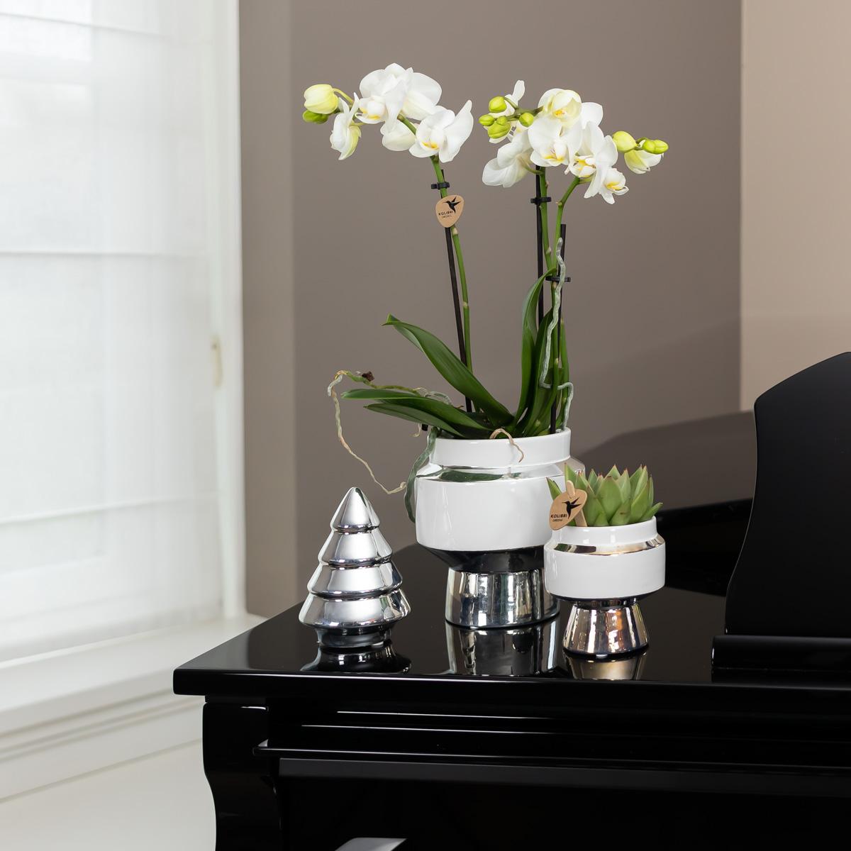 Kolibri Orchids | Weiße Phalaenopsis Orchidee - Mineral Amabilis im Le Chic Übertopf Silber - Ø9 cm