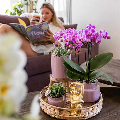 Kolibri Orchids | Geschenkset Desert Summer Lila - Rosa-Violette Phalaenopsis Orchidee Mineral Frederikstad & Sukkulenten