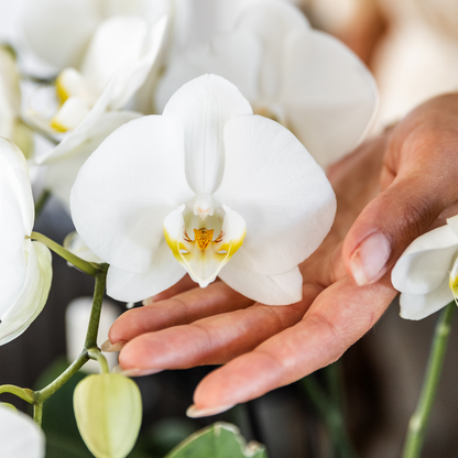 Kolibri Orchids I COMBI DEAL von 2 weißen Phalaenopsis-Orchideen - Topfgröße Ø12cm | blühende Zimmerpflanze - frisch vom Züchter
