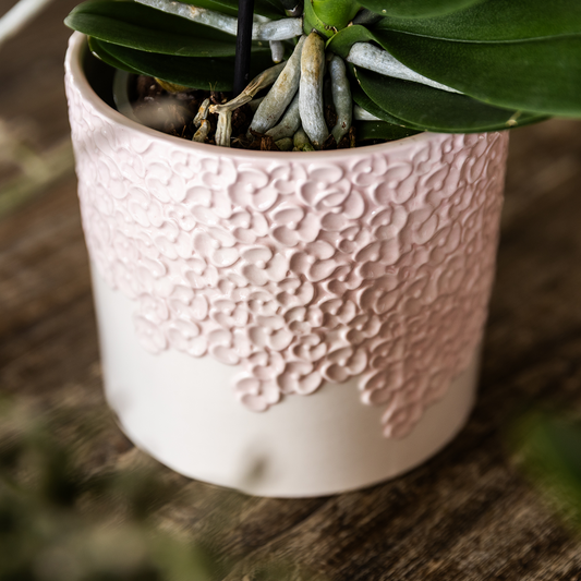 Kolibri Orchids | Rosa Antwerp Orchidee Geschenkset - inkl. Giftbox, Orchidee & Übertopf - Ø9cm