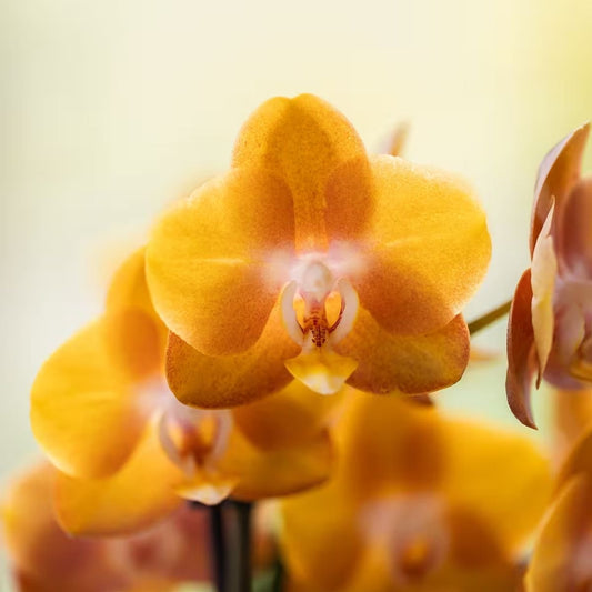 Kolibri Orchids | Oranges Mono Bouquet Jewel Las Vegas im Cotton Basket