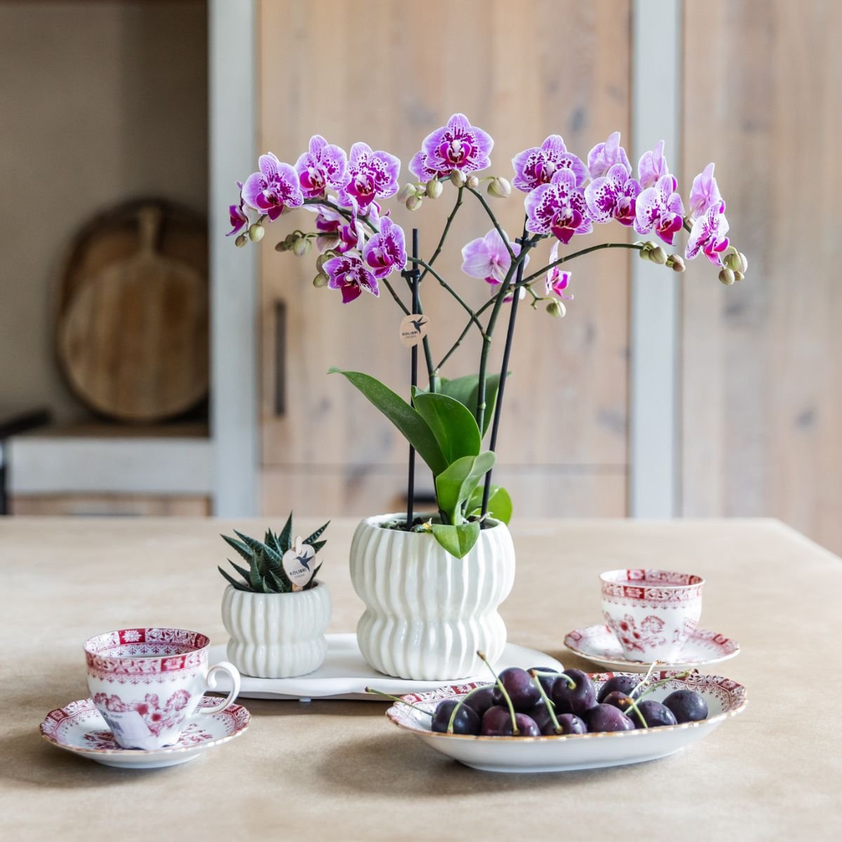 Kolibri Orchids | Geschenkset Horizon Weiß - Weiße Phalaenopsis Orchidee Blossom Zurich & Sukkulente