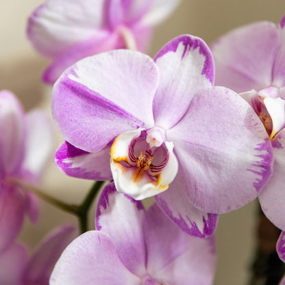 Kolibri Orchids | Kombi-Angebot - 4 Rosa Phalaenopsis Orchideen Niagara Fall Xanion - Ø12 cm