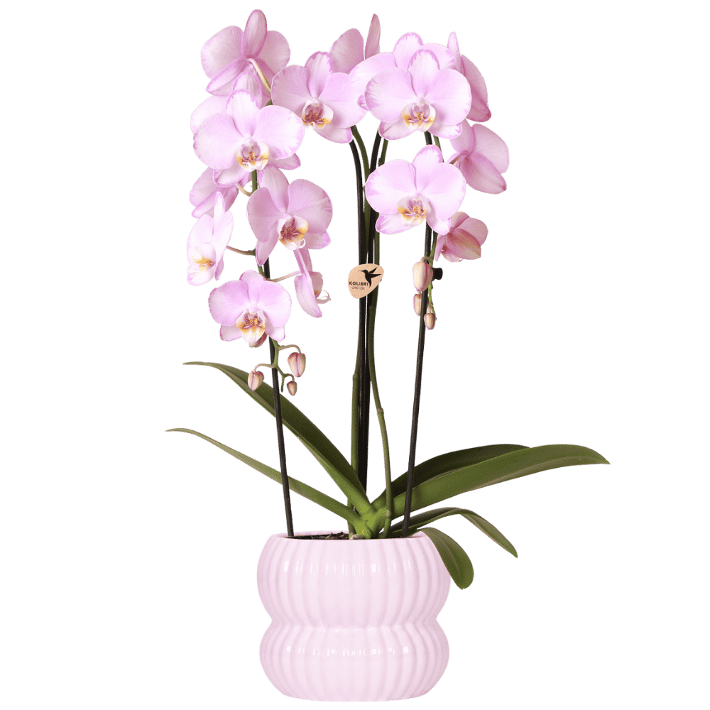 Kolibri Orchids | Rosa Niagara Falls Orchidee + Horizon Übertopf hellrosa – Topfgröße Ø12cm | blühende Zimmerpflanze – frisch vom Züchter