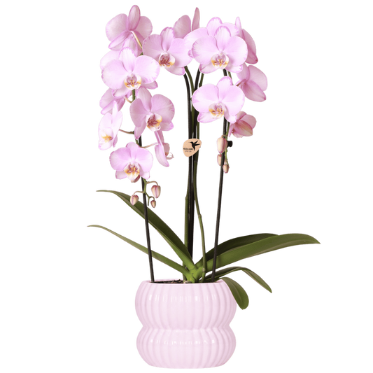 Kolibri Orchids | Rosa Niagara Falls Orchidee + Horizon Übertopf hellrosa – Topfgröße Ø12cm | blühende Zimmerpflanze – frisch vom Züchter