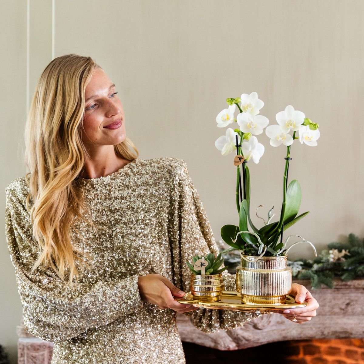 Kolibri Orchids | Geschenkset Allure Shiny Gold - Weiße Phalaenopsis Orchidee Mineral Amabilis & Sukkulente