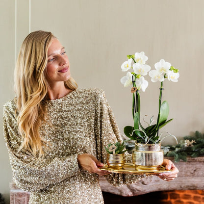 Kolibri Orchids | Geschenkset Allure Shiny Gold - Weiße Phalaenopsis Orchidee Mineral Amabilis & Sukkulente