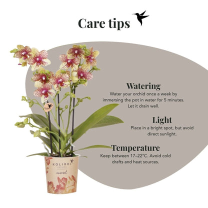 Kolibri Orchids | Kombi-Angebot - 2 Orange-Gelbe Phalaenopsis Orchideen Mineral Grosseto - Ø9 cm
