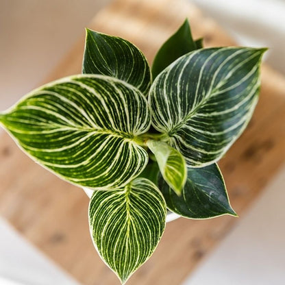 Kolibri Greens | Grünpflanze - Philodendron White Measure - Grüne Zimmerpflanze - Frisch vom Züchter - Ø9cm