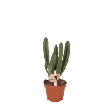 Kolibri Greens | Grünpflanze - Stapelia Leendertziae - grüne Zimmerpflanze - frisch vom Züchter - Ø6cm
