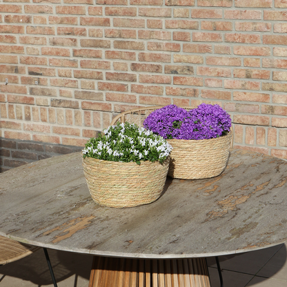 Campanula Addenda Ambella weiß - Weidenschale mit Campanula mit Bewässerungssystem - 3 Stück - Glockenblume weiß - Topfgröße 12cm - indoor & outdoor