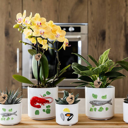 Kolibri Orchids | Kombi-Angebot - 4 Gelbe Phalaenopsis Orchideen Blossom Lima - Ø9 cm