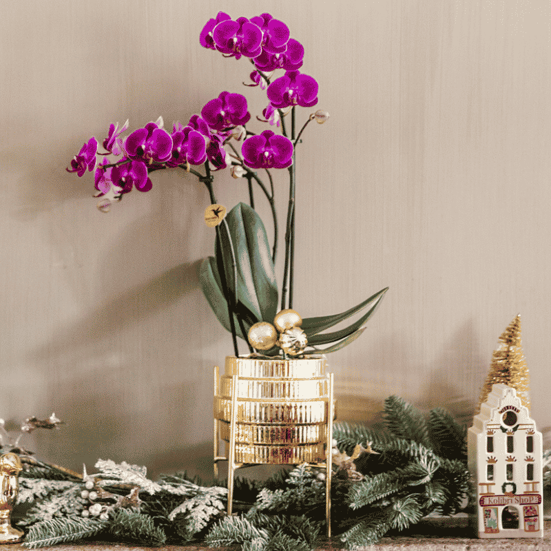 Kolibri Orchids | Violette Chamonix Orchidee + Allure Übertopf gold – Topfgröße Ø9cm | blühende Zimmerpflanze – frisch vom Züchter