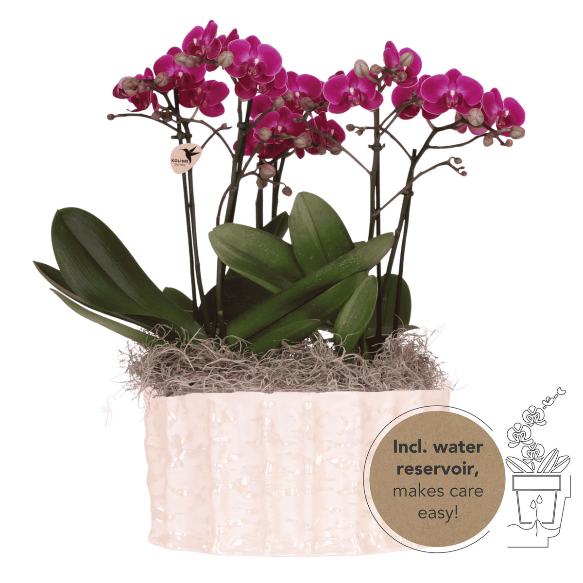 Kolibri Orchids | Violettes Jungle Bouquet Mineral Morelia in Oyster Dish