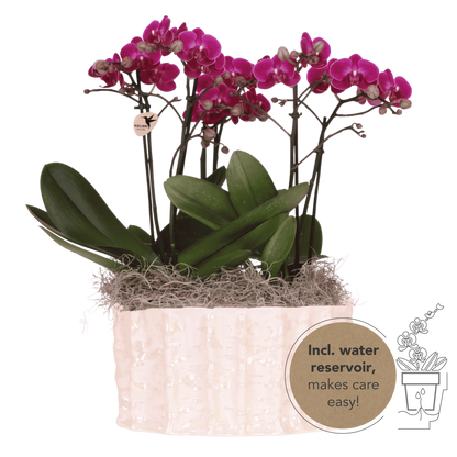 Kolibri Orchids | Violettes Jungle Bouquet Mineral Morelia in Oyster Dish