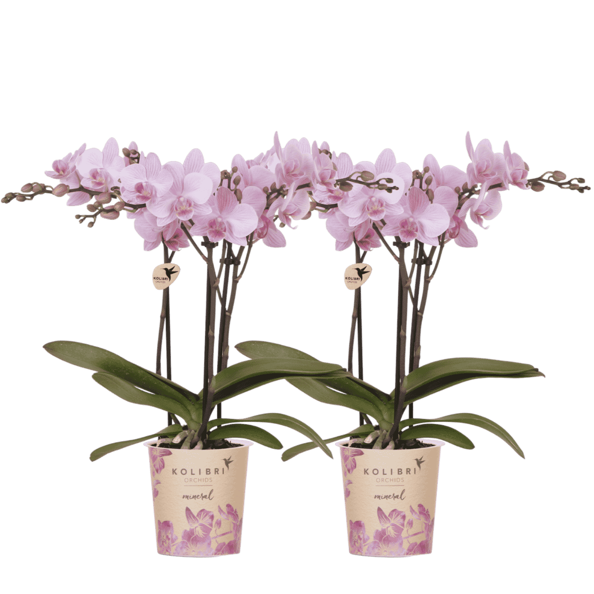 Kolibri Orchids | Kombi-Angebot - 2 Rosa Phalaenopsis Orchideen Mineral Chamberry - Ø9 cm