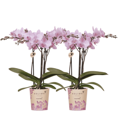 Kolibri Orchids | Kombi-Angebot - 2 Rosa Phalaenopsis Orchideen Mineral Chamberry - Ø9 cm