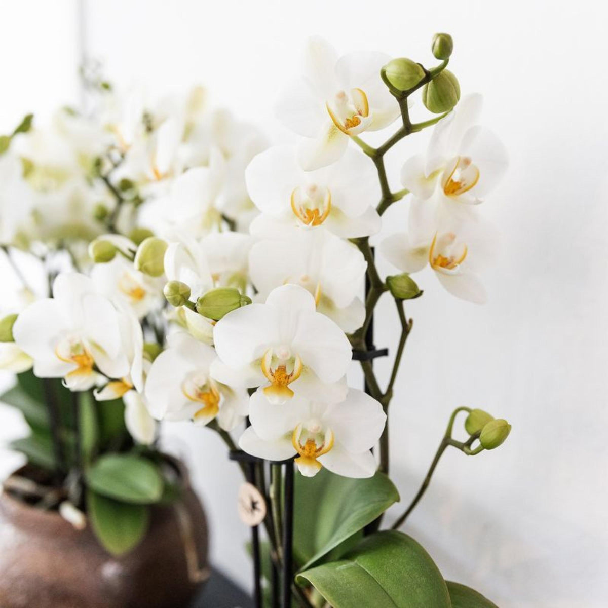 Kolibri Orchids | Weiße Phalaenopsis-Orchidee - Lausanne - Topfgröße Ø9cm | Blühende Zimmerpflanze - frisch vom Züchter