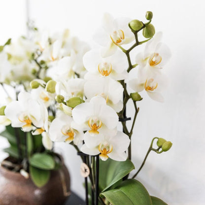Kolibri Orchids | Weiße Phalaenopsis-Orchidee - Lausanne - Topfgröße Ø9cm | Blühende Zimmerpflanze - frisch vom Züchter