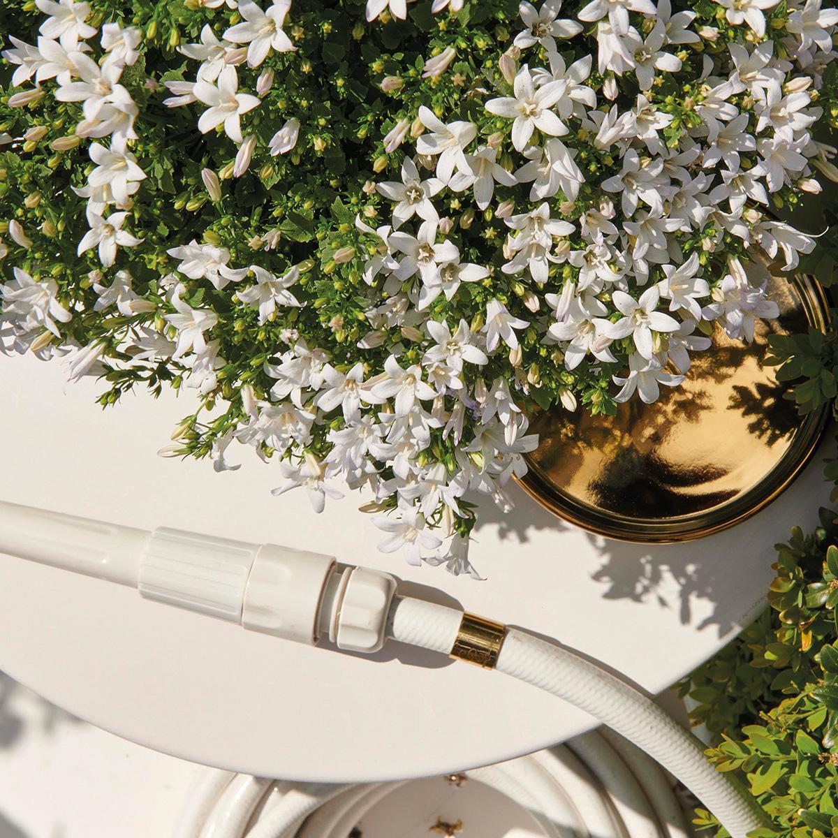 Campanula Addenda - Glockenblume lila Topfgröße 12cm - mehrjährig - winterhart - White