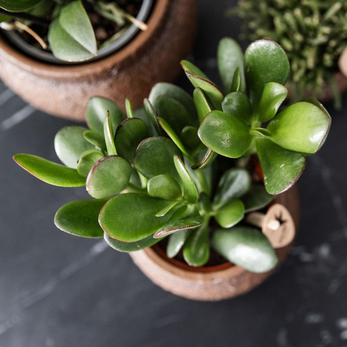 Kolibri Greens | Grüne Pflanze - Sukkulente Crassula Ovata - grüne Zimmerpflanze - frisch aus der Gärtnerei - Ø9cm