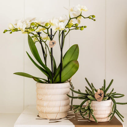 Kolibri Home | Marmor-Topf - Light - Ø6cm