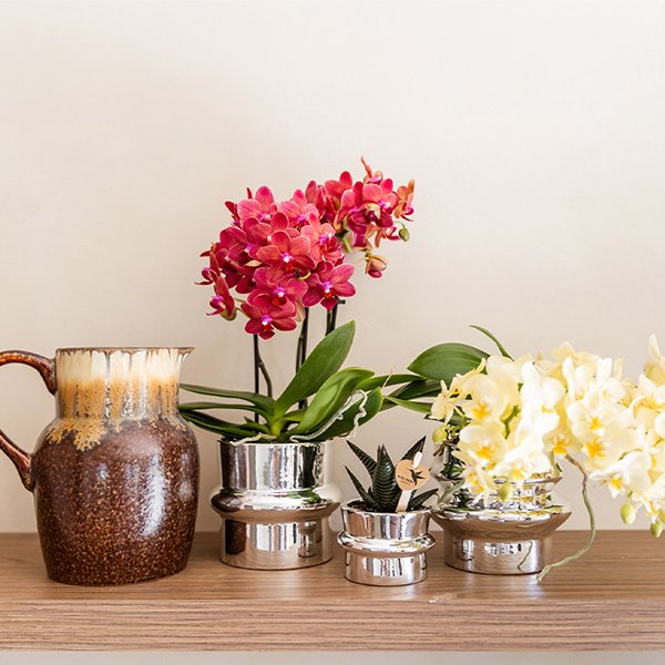 Kolibri Orchids | Gelbe Phalaenopsis-Orchidee - Botanic Gelbe - Blühende Zimmerpflanze - Frisch vom Züchter - Ø9cm