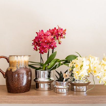 Kolibri Orchids | Gelbe Phalaenopsis-Orchidee - Botanic Gelbe - Blühende Zimmerpflanze - Frisch vom Züchter - Ø9cm