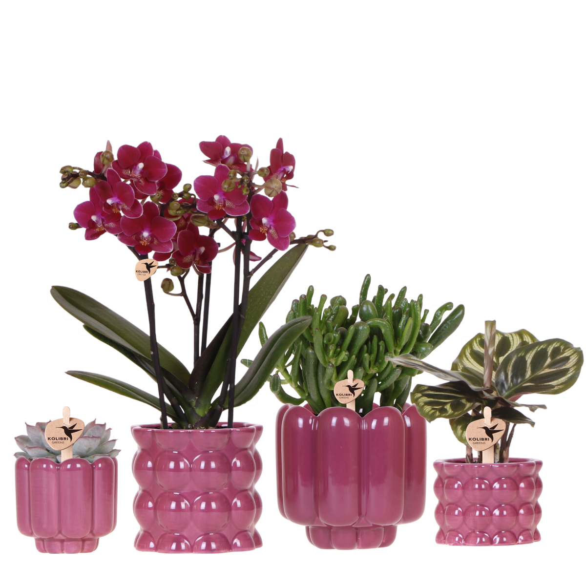 Kolibri Orchids | Pflanzenset Cotton Lila - Lila Phalaenopsis Orchidee Blossom Chamonix, Sukkulenten & Calathea Makoyana
