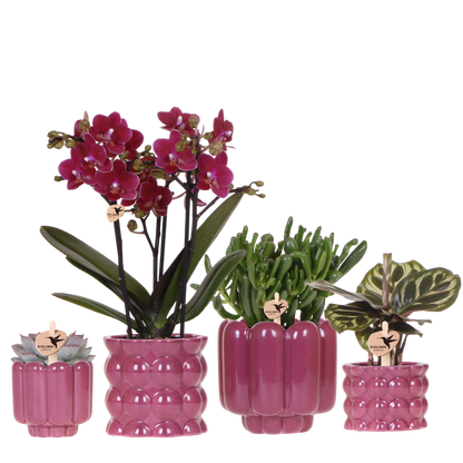 Kolibri Orchids | Pflanzenset Cotton Lila - Lila Phalaenopsis Orchidee Blossom Chamonix, Sukkulenten & Calathea Makoyana