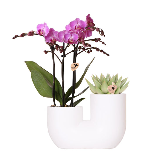 Set aus rosa Orchidee Vienna und Sukkulente in weißem Ziertopf - Topfgröße Ø9 cm
