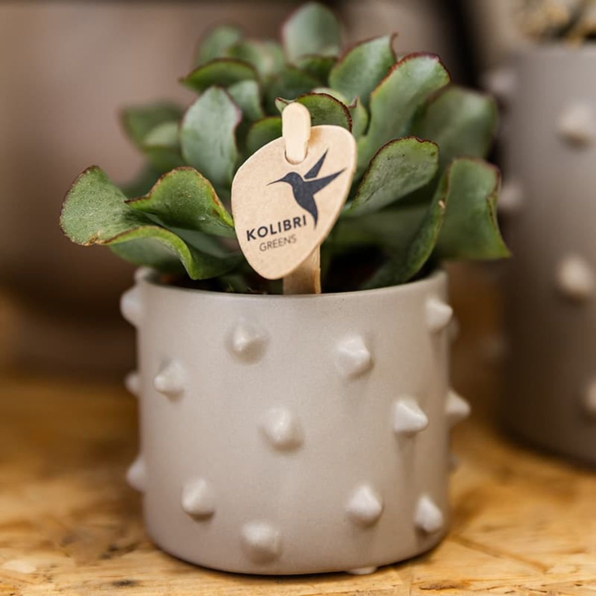 Kolibri Home | Spike Übertopf - Grau - Ø6cm