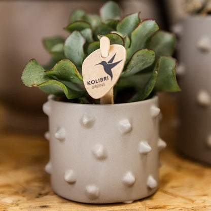 Kolibri Home | Spike Übertopf - Grau - Ø6cm